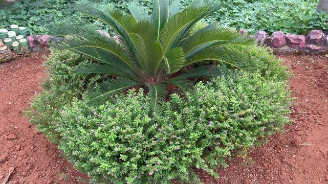 Beautiful Cycas Revoluta Plant with Green Bushes