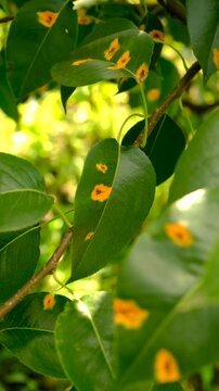 Yellow spots on pear leaves. Selective focus.