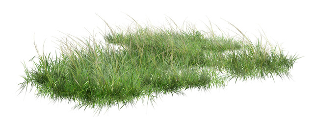 grass isolated on white background/High-resolution, sharp isolated patch of green wild grass and meadow lawn on a pure white background. Perfect for architectural rendering, landscape design © Saharattaphum
