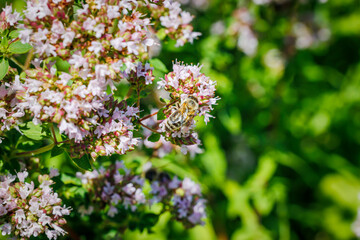Obraz premium Bees gather nectar from pink flowers in a garden during a sunny afternoon