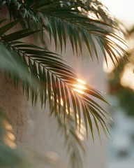 Golden sun peeks through palm fronds. Soft light filters through slender, green leaves. Faint bokeh highlights natural warmth. Peaceful, serene moment captured in quiet beauty © lashkhidzetim