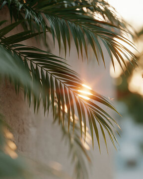 Golden sun peeks through palm fronds. Soft light filters through slender, green leaves. Faint bokeh highlights natural warmth. Peaceful, serene moment captured in quiet beauty