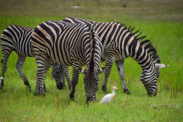 Obraz premium Zebras graze in a nature reserve in Africa