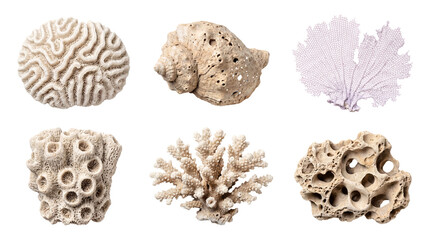 Beautiful array of natural dried white marine shells and various corals, showing unique forms on transparent. © John