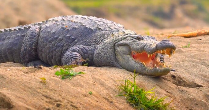 alligator in the everglades