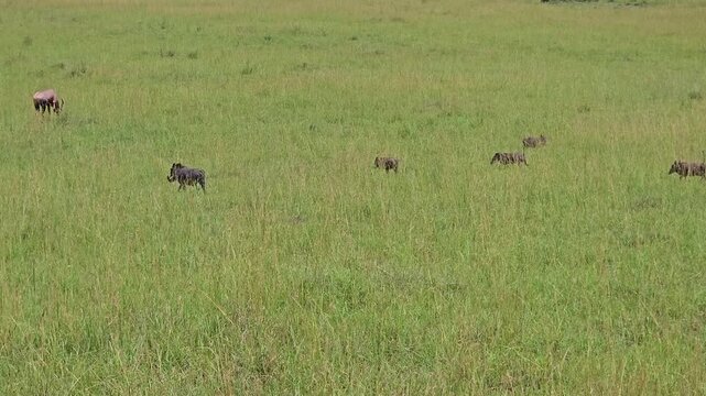Wild warthogs with piglets walking alongside topi antelopes in African grassland