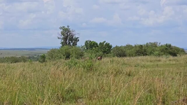 Drivng past wild topi antelopes grazing in Masai Mara national reserve, Kenya