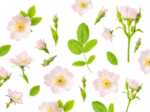 Beautiful wild rose blossoms, vibrant green leaves, and buds scattered.