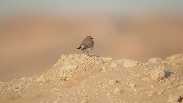 Northern Wheatear Standing on Rocky Desert Terrain Showing Full Arid Landscape Context
