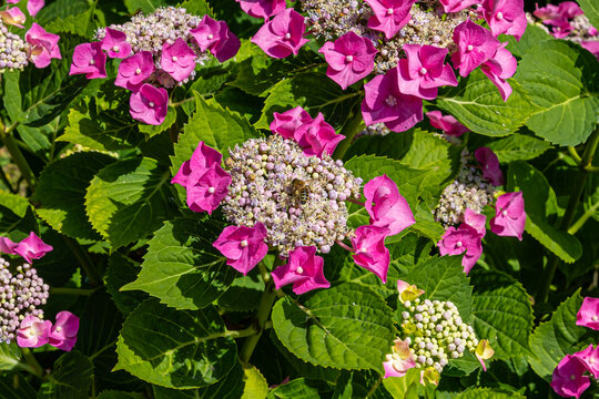 Bright pink hydrangea flowers bloom in a garden during the summer season in mid-afternoon light