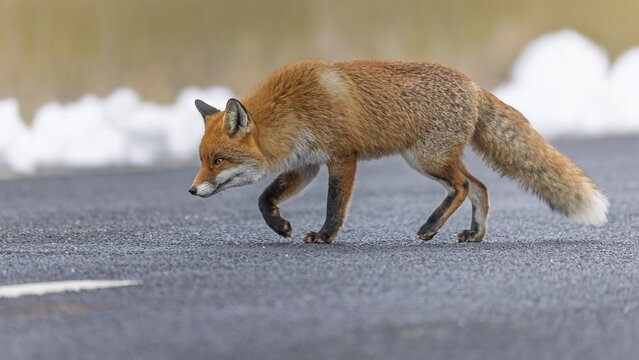 Red fox (Vulpes vulpes), hunting, winter fur, fallen game, looking for food on the road, winter landscape, frost and snow, predator, Middle Elbe Biosphere Reserve, Saxony-Anhalt, Germany