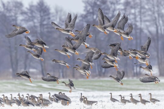Tundra Brent Goose (Anser fabalis), also known as Bean Goose, resting bird, migratory bird, flock or group, landing, winter landscape, foraging on a snow-covered field, Middle Elbe Biosphere Reserve, Saxony-Anhalt, Germany