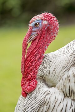 Domesticated Turkey (Meleagris gallopavo f. domestica), cock, Saxony-Anhalt, Germany