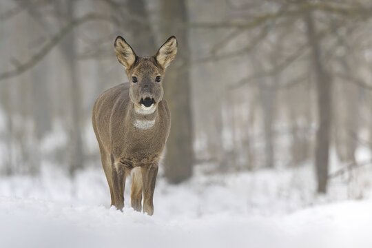Roe deer (Capreolus capreolus) winter coat, foraging, portrait, snow and frost, leap, narrow deer, fawn, winter time, leaf hunting, hunting, hunter, buck, roebuck, Kiskunsag National Park, Hungary