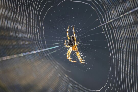 Cross spider (Araneus), garden cross spider (Araneus diadematus) wheel web, garden cross spider, autumn time, Indian summer, spider web, sticky-elastic thread, backlight, dawn, gardening, crawling spider, insect predator, Middle Elbe Biosphere Reserve, Saxony-Anhalt, Germany