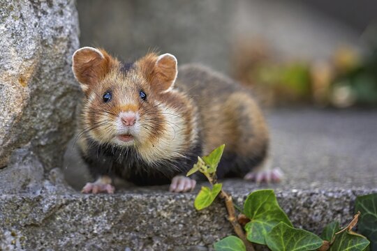 Field hamster (Cricetus cricetus) European hamster, rodent, crepuscular and nocturnal territorial loner, foraging, Austria