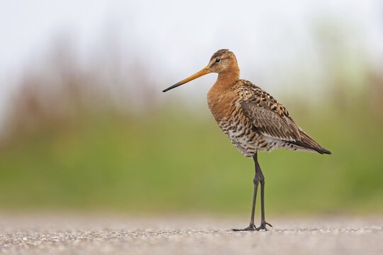 Black-tailed godwit (Limosa limosa) Snipe bird, walking on the road, territory, splendid plumage, breeding territory, Unesco World Heritage Wadden Sea, Germany
