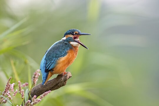 Kingfisher (Alcedo atthis), young bird regurgitating a pellet, Middle Elbe, Saxony-Anhalt, Germany