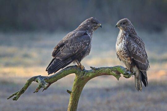 Buzzard (Buteo buteo) interaction, bird of prey on gnarled branch, pair, adult bird, young bird, male, female, perch, Middle Elbe Biosphere Reserve, Saxony-Anhalt, Germany