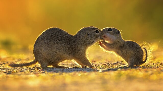 European ground squirrel (Spermophilus citellus) curious and interested, group looking for food, steppe area, ground dweller, interaction of two animals, young animal recognises its family by smell, young animal begs for food, Kiskunsag National Park, Hungary