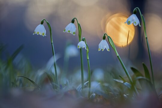 Spring snowdrop (Leucojum vernum), March snowdrop, March bells, sunset, blossoms, plants, spring, early bloomers, Middle Elbe Biosphere Reserve, Saxony-Anhalt, Germany