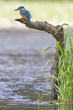 Kingfisher (Alcedo atthis), young bird with caught stickleback, Middle Elbe, Saxony-Anhalt, Germany