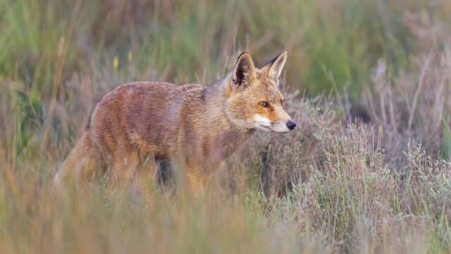 Red fox (Vulpes vulpes) foraging, hunting, on the hunt, in cover, stalking, predator, Central Europe, Saxony-Anhalt, Middle Elbe Biosphere Reserve
