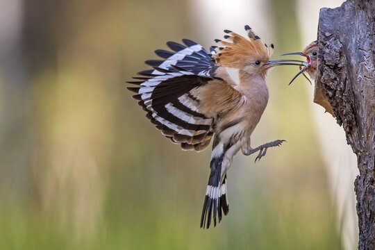 Hoopoe (Upupa epops) Old bird feeds the young bird with lizard tail, Middle Elbe Biosphere Reserve, Saxony-Anhalt, Germany