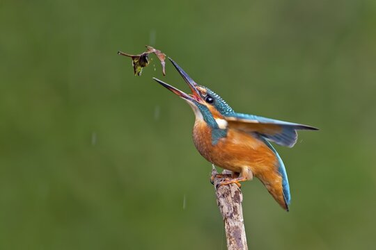 Kingfisher (Alcedo atthis), young female at fishing practice, Middle Elbe, Saxony-Anhalt, Germany