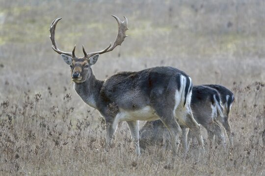 Fallow deer (Dama dama), in the hunter's language Damwil, deer, foraging in early winter, flowering strips, Middle Elbe Biosphere Reserve, Saxony-Anhalt