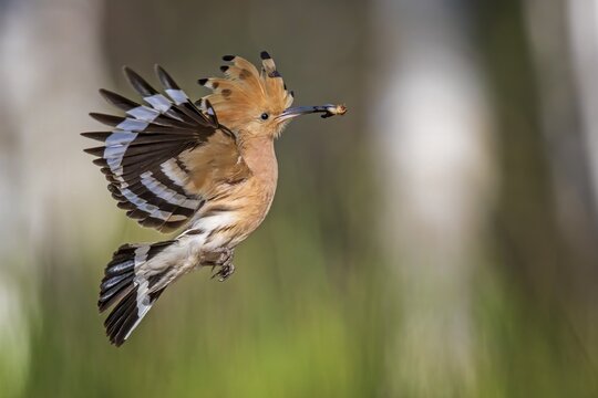 Hoopoe (Upupa epops) flying with prey, during foraging, Middle Elbe Biosphere Reserve, Saxony-Anhalt, Germany