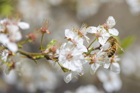 Western honey bee (Apis mellifera) fruit blossom, petals, honey bee, beekeeper, organic honey, health, food, pollination, mass harvesting, fruit tree, organic shop, bee diseases, varroa mite, biosphere reserve, Saxony-Anhalt, Germany