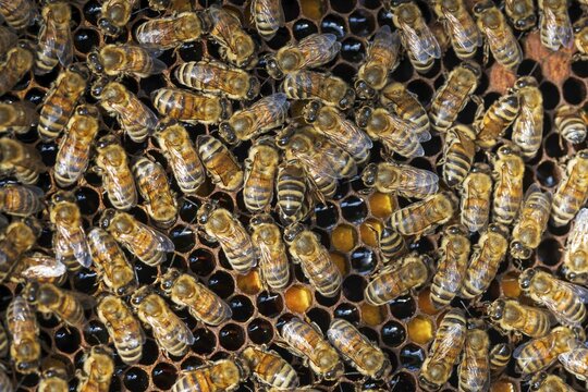 Western honey bee (Apis mellifera) fruit blossom, honeycomb, beehive, petals, honey bee, beekeeper, organic honey, health, food, pollination, mass harvest, pollen, fruit tree, organic shop, bee diseases, varroa mite, biosphere reserve, Saxony-Anhalt, Germany