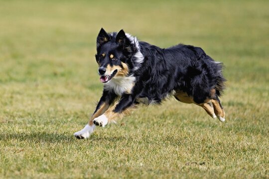 Mixed breed dog between Border Collie and Australian Shepherd jumps across meadow, Switzerland