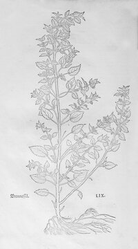 Annual nettle (Urtica urens), woodcut by Leonhart Fuchs, from New Kre&uuml;terbuch, neues Kr&auml;uterbuch, Michael Isingrin, Basel, Switzerland, 1543