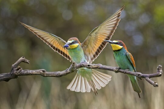 Bee-eater (Merops apiaster) pair, mating, male, female, new resident in Saxony-Anhalt, colourful, approaching, flying, spreading wings, foraging, with food in beak, spreading wings, insect as prey, rose chafer, sunrise, Saxony-Anhalt, Middle Elbe Biosphere Reserve, Germany