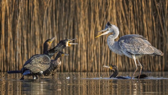 Cormorant (Phalacrocorax carbo) interacting with grey heron (Ardea cinerea), foraging, predators, food competition, fish pond, oxbow lake, shallow water, Kiskunsag National Park, Hungary