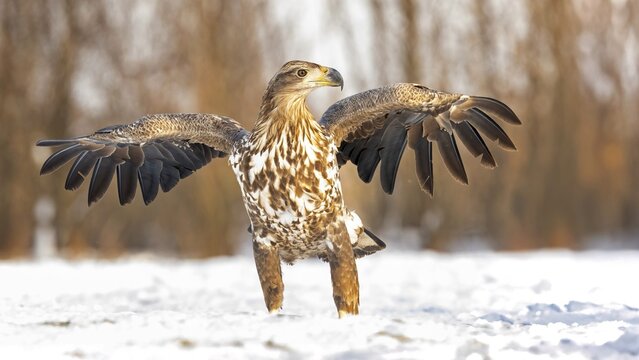 White-tailed eagle (Haliaeetus albicilla) young eagle on the water and on the ice, hunting, foraging, lake landscape, prey, hunting, waterfowl fleeing, male and female, pair, carp eating, fish caught, heron fleeing, cormorant, catches, geese, flight, bird of prey, watery landscape, Hortob&aacute;gyi Nemzeti Park, Hungary
