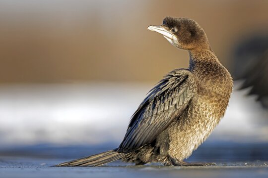 Pygmy Cormorant (Microcarbo pygmaeus, Syn.: Phalacrocorax pygmeus) on the ice, frozen lake, winter, frost, lack of food, cormorant family, lake landscape, Hortob&aacute;gyi Nemzeti Park, Hungary