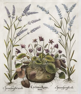Large spike (Lavandula latifolia), Cyclamen hederifolium, hand-coloured copperplate engraving from the Hortus Eystettensis, plant book by the Nuremberg pharmacist Basilius Besler, Renaissance, Eichst&auml;dt, 1613