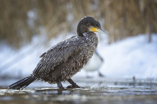 Cormorant (Phalacrocorax carbo) sitting, frost and ice on feathers, iced, distress, lack of food, portrait, winter, hunting, fishing, sunrise, morning light, Hortob&aacute;gyi Nemzeti Park, Hungary