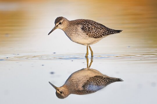 Spotted sandpiper (Tringa glareola) Reflection, shallow water zone, shore area, shoal plumage, foraging, wading, Lake Neusiedl, Austria