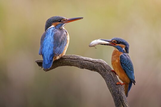 Kingfisher (Alcedo atthis) spring, courtship, mating, nuptial gift, male, hunting, catching fish, female on branch, dive, diving, courtship feeding with whitefish, underwater, surfacing, whitefish, hungry, foraging, fight for survival, immersion, mating, habitat intact, Saxony-Anhalt, Germany