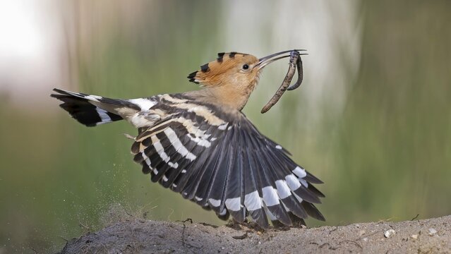 Hoopoe (Upupa epops) bird of the year 2022, female with food for the young birds, bridal gift, with slow worm as prey, interaction, landing on branch, raised hood, sunrise, interaction, delivery of food, climate change, Middle Elbe biosphere reserve, Saxony-Anhalt, Germany