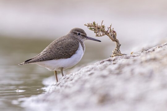 Common sandpiper (Actitis hypoleucos) Snipe bird, foraging in the mud, resting, limicole, shallow water zone, Toledo, Spain