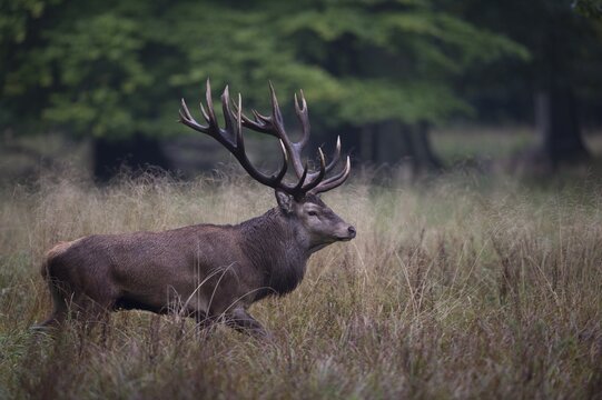 Red Deer (Cervus elaphus), stag, Copenhagen, Denmark