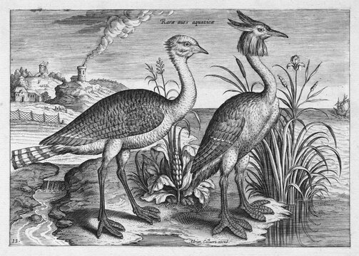 Waterfowl, copperplate engraving by Adriaen Collaert, from Avium Vivae Icones, the series of birds, around 1600, Antwerp