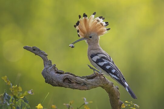 Hoopoe (Upupa epops) Bird of the Year 2022, male with food, prey, foraging, food for the young birds, erected canopy, sunrise, interaction, breeding cave, nest, young bird begging for food, sitting on branch, climate change, Middle Elbe Biosphere Reserve, Saxony-Anhalt, Germany
