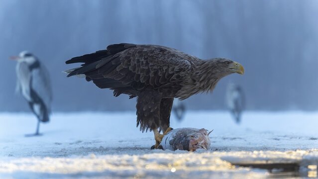 White-tailed eagle (Haliaeetus albicilla) adult bird on the water and on the ice, hunting, foraging, lake landscape, prey, hunting, waterfowl fleeing, male and female, pair, carp eating, fish caught, heron fleeing, catches, geese, flight, bird of prey, watery landscape, Hortob&aacute;gyi Nemzeti Park, Hungary