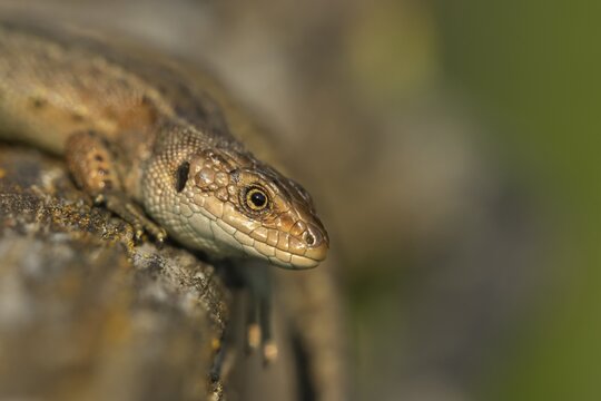 Common lizard (Zootoca vivipara) adult reptile basking on a wooden sleeper, England, United Kingdom